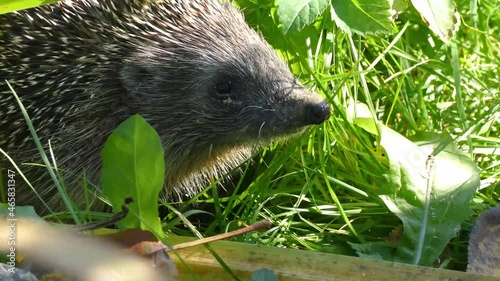 Hedgehog on green grass in October