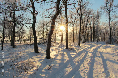 Winter landscape. The sun shines through the trees in winter. New Year's landscape. © Maksim
