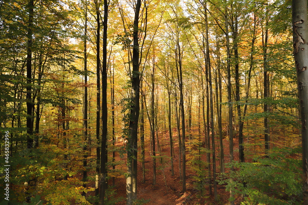Fototapeta premium a forest in autumn with colorful leaves on the trees