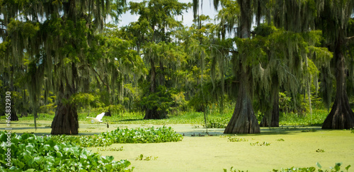 Photography Bayou Bird
