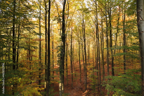 a forest in autumn with colorful leaves on the trees