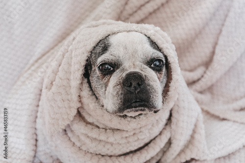 The dog wrapped in a blanket is sitting on the bed. Cute french dog. © jcalvera