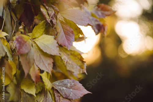 Autumn leafs sunset sun background