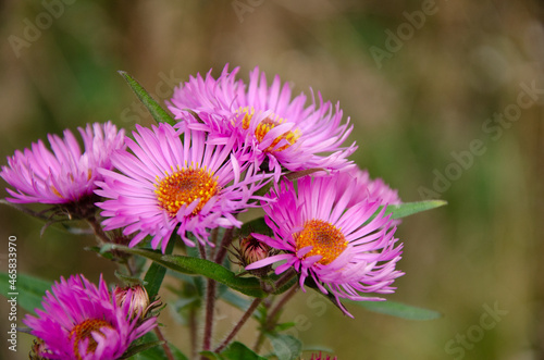 Violet flowers in the sunlight with copy space. Bright purple chrysanthemum bush with buds and green leaves grow in the forest. The concept of growing flowers. Seasonal autumn flowers.
