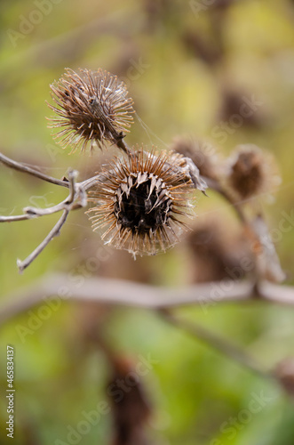 Prickly bur on dry branch on green bokeh background. Dry fruits that have hooks. Autumn season concept. Natural background with copy space.