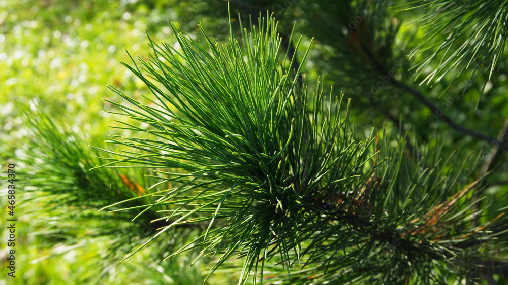 green coniferous branch with long spines green coniferous branch with long spines