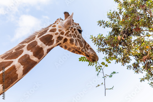 Tired giraffe and feeding at the zoo. The city of Paphos, the island of Cyprus. Giraffe in the heat. Giraffe's head.