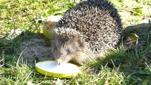 Hedgehog on green grass in October