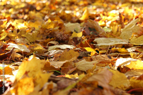 Abstract background of yellow leaves, small depth of field, beautiful blur