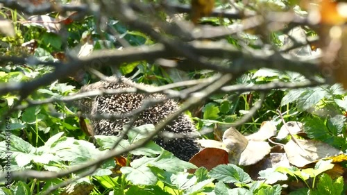 Hedgehog on green grass in October