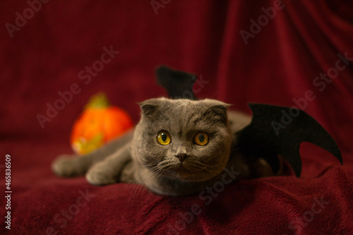 Halloween cat photo