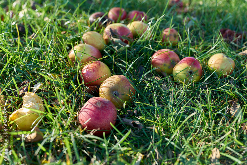 heruntergefallene Äpfel auf einer Streuobstwiese im Herbst im Gras heruntergefallene Äpfel auf einer Streuobstwiese im Herbst im Gras