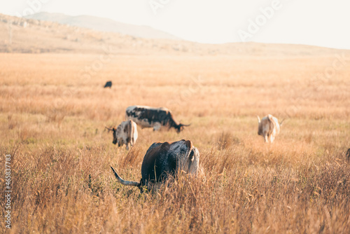 Grazing Cattle