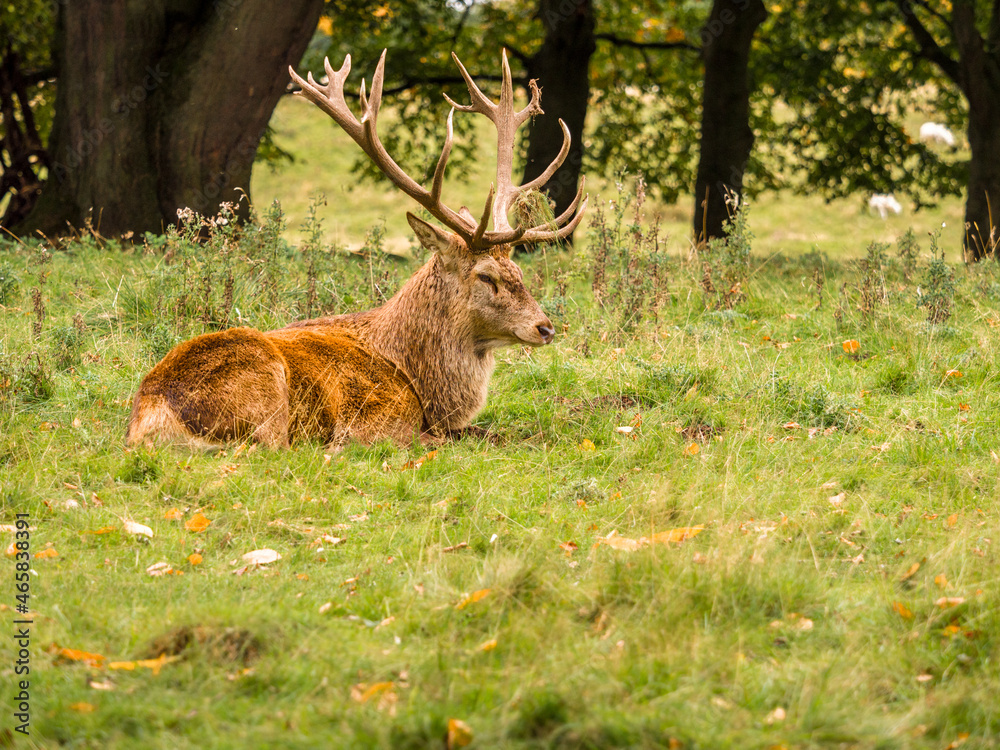 Naklejka premium Larger roe deer stag chilling out at Tatton Park during the rutting season, Knutsford, Cheshire, UK