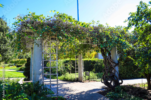 a white wooden awning in the garden covered with lush green leaves surrounded by green grass and trees with blue sky at Huntington Library and Botanical Garden in San Marino California USA photo