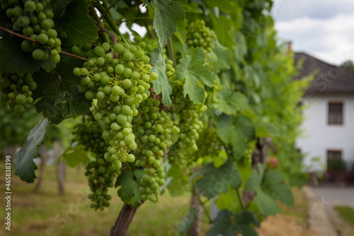 Wallpaper Mural Grapes in vineyard in Spitz, wine growing area, Wachau valley, Lower Austria. Europe Torontodigital.ca