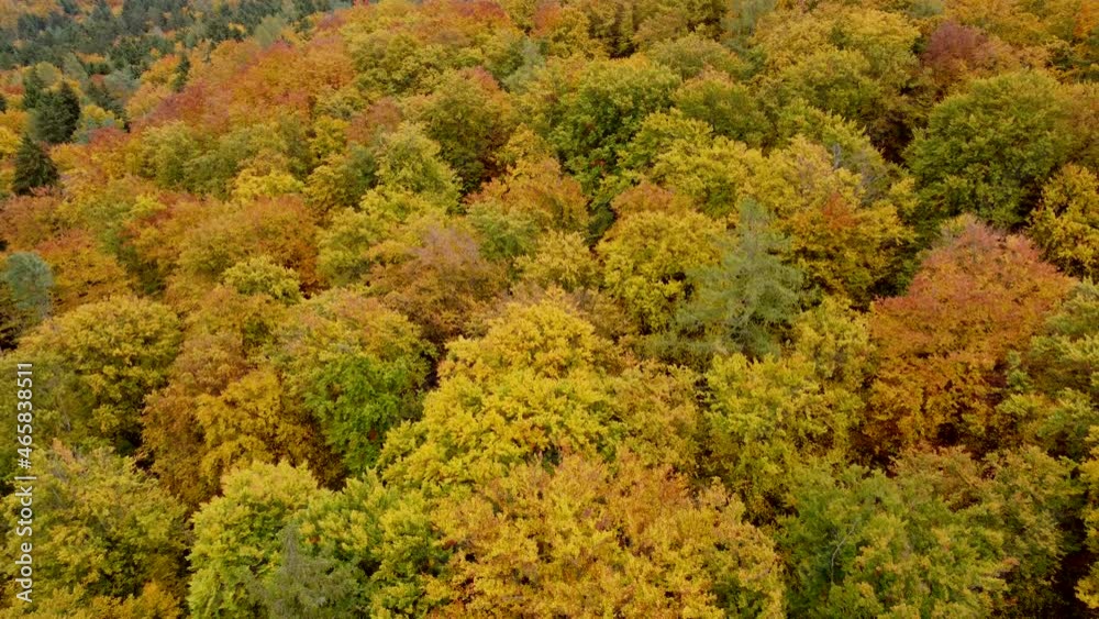 Drohnenaufnahme, Laubwald in Herbstfarben Drohnenaufnahme, Laubwald in Herbstfarben