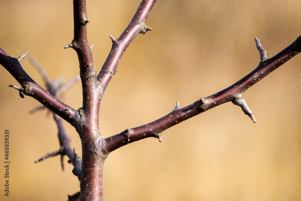 Tree branches with fallen leaves isolated on background. Close up view. Autumn background. Tree branches with fallen leaves isolated on background. Close up view. Autumn background.