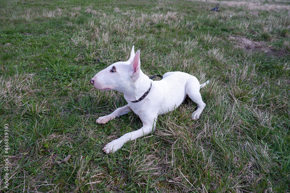 Young white bull terrier Tony on the grass. Dog walking. Young white bull terrier Tony on the grass. Dog walking.