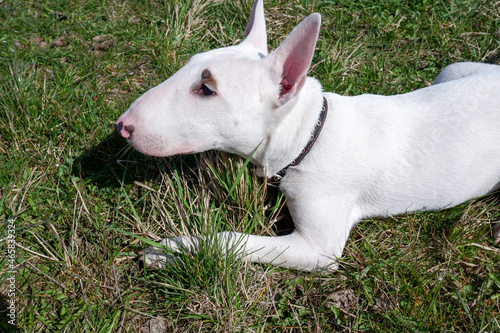 Young white bull terrier Tony on the grass. Dog walking.