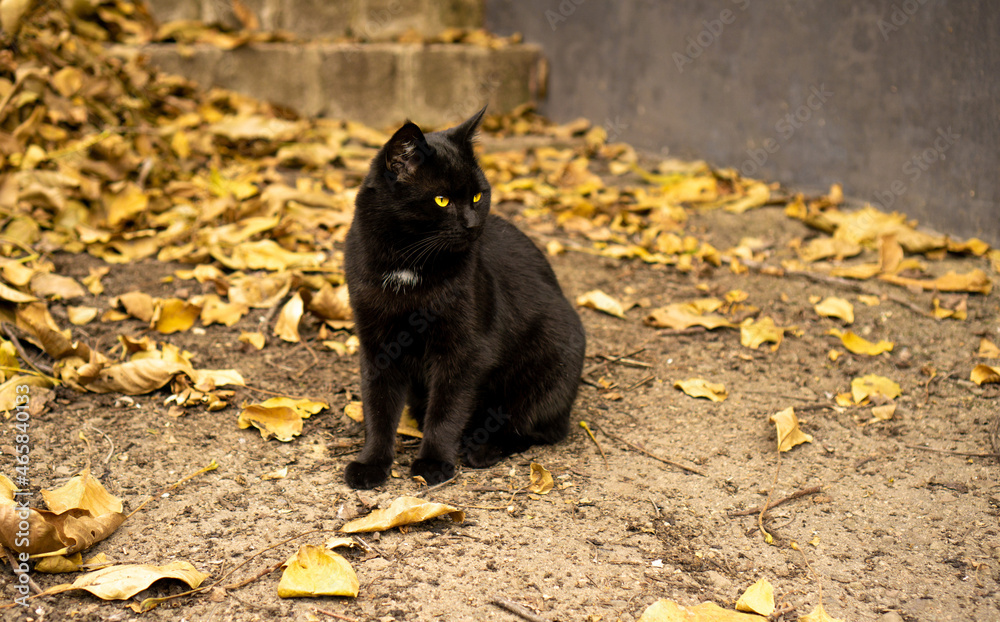 Black cat with yellow eyes on a background of autumn fallen leaves. Black cat with yellow eyes on a background of autumn fallen leaves.