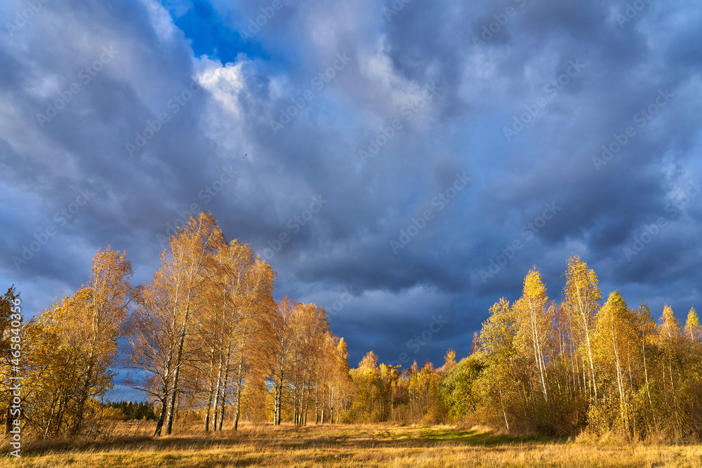 Traditional autumn landscape. Yellow trees against a blue sky. A journey through a beautiful fairy-tale forest