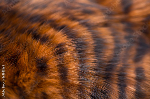 Beautiful striped fur close-up. Texture of red wool.