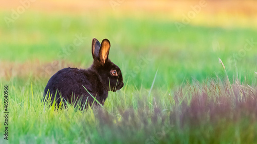 Curious Black Rabbit in Meadow at sunset