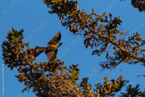 Common Grackle In Flight