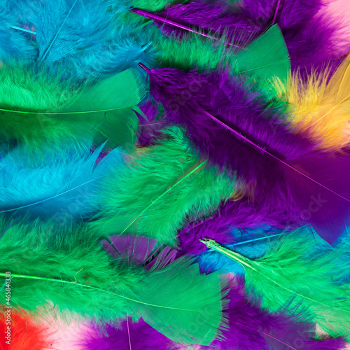 Colorful feather texture, background. Colorful, cool concept.