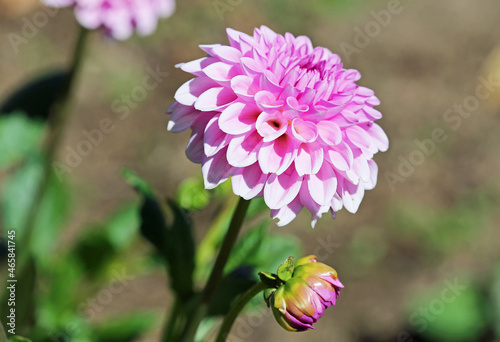 Pink Dahlia