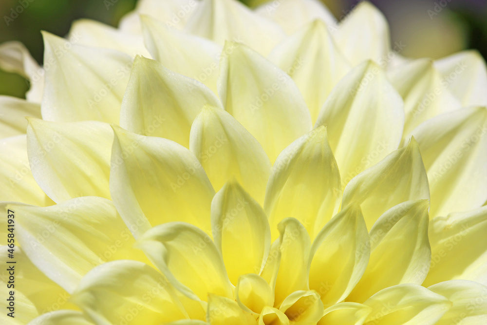 Ivory white Dahlia close up Ivory white Dahlia close up