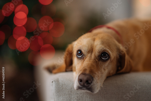 a portrait of a dog with red lights in the background photo