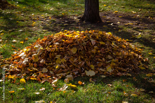 Pile of yellow leaves in an autumn park
