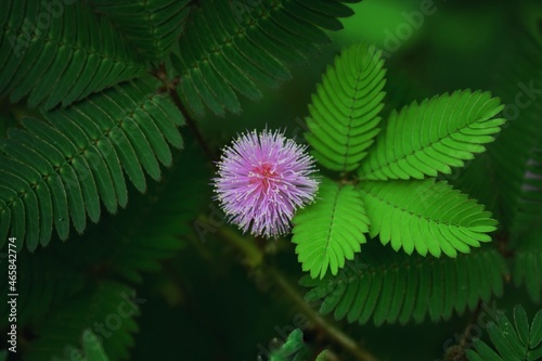 Obraz na plátne Mimosa Flower