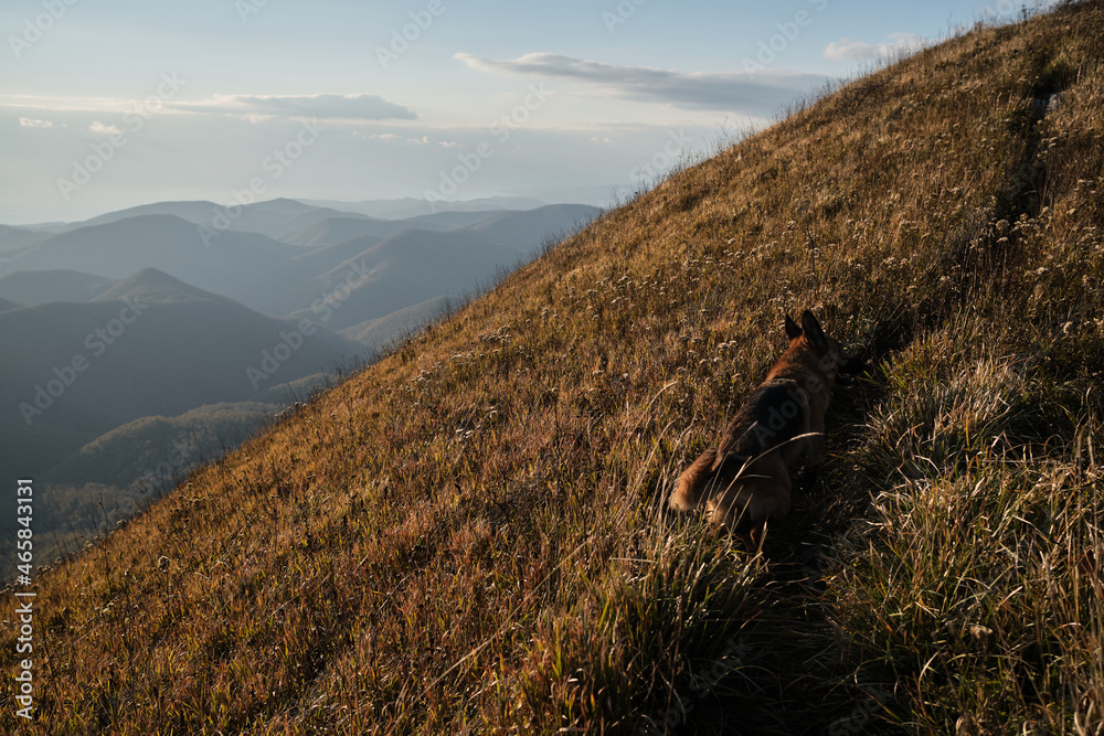 Dog is traveler. German Shepherd Dog runs fast along ridge at top of mountain along narrow path among dry yellow grass at sunset and enjoys freedom and beautiful views.