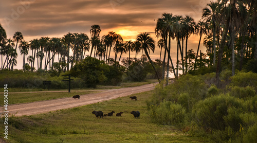 Complete family of seven capibaras between the palm trees at the afternoon. El Palmar National Park, Entre Ríos, Argentina
