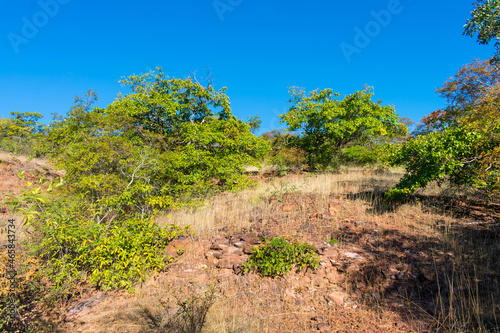 A view of the caatinga landscape in autumn (beginning of the dry season), trees and schrubs losing their leaves - Oeiras, Piaui state, Brazil photo