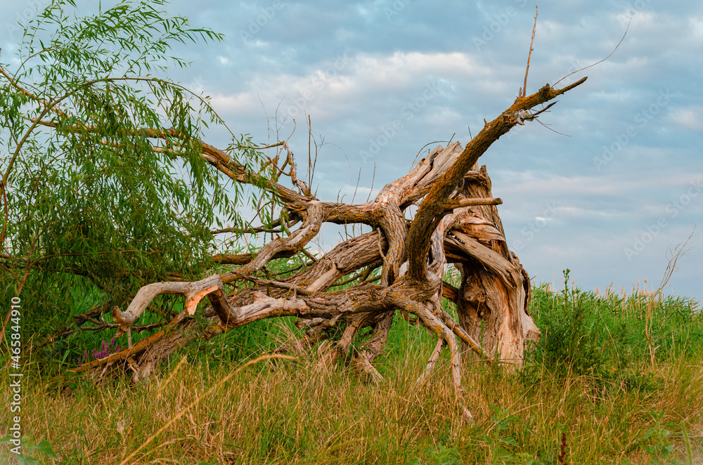 dead tree in the desert dead tree in the desert