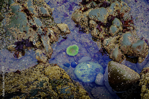 Colorful green sea anemone in a tide pool at Rialto Beach Washington