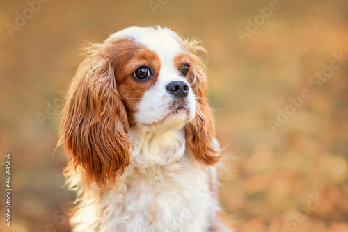 Fotomurale sad cavalier king charles spaniel dog sitting in autumn leaves