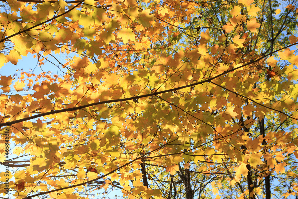 Colorful leaves as a floral background