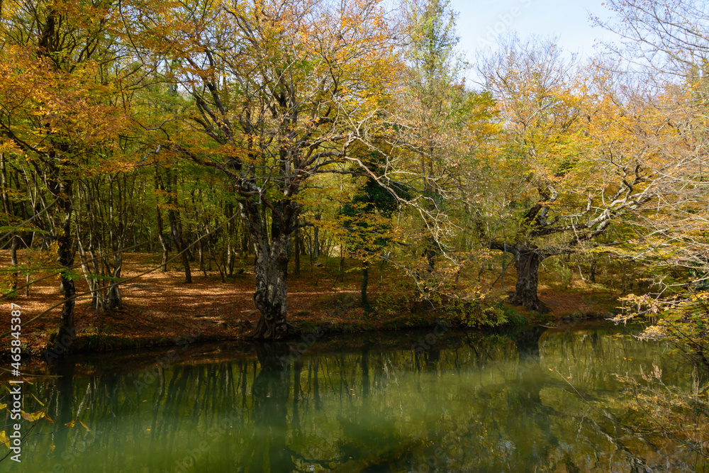 Fototapeta premium autumn in the park