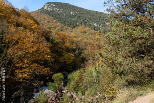 autumn forest in the mountains