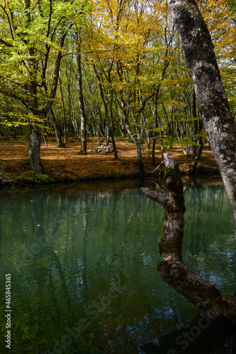 autumn in the forest