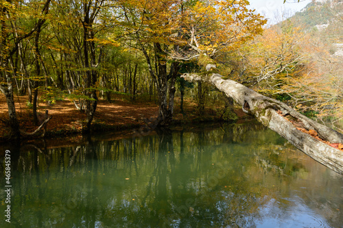 autumn in the forest