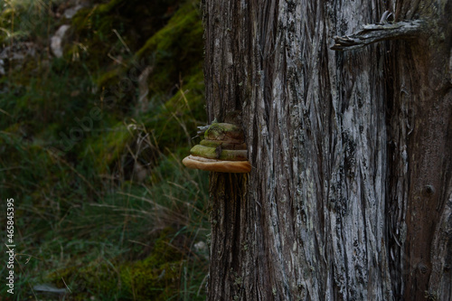 mushroom on a tree