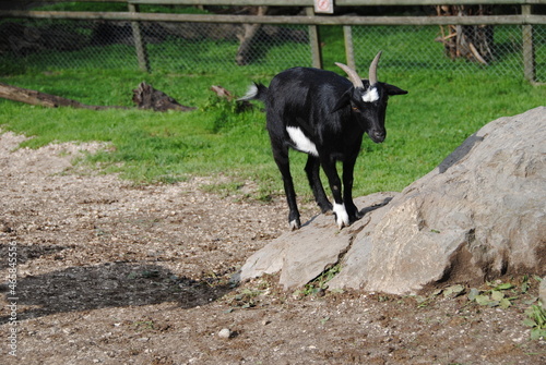 zieglein im streichel zoo