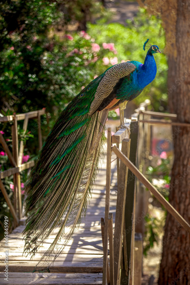 Fototapeta premium Pfau König