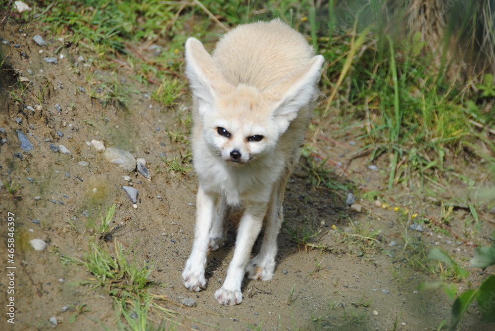 Fototapeta premium schöner Fennekfuchs im Zoo 